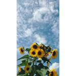 aamely sunflowers