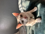 Cat Lovers (TS)