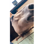 Sloth_squad.giveaways