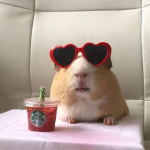 Guinea Pig:)