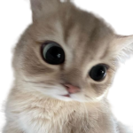 먀오옹