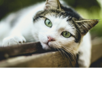 #kittycat
