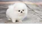 Fluffy squad :3