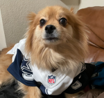 Dallas Cowboy Dog