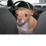 dogy that i love
