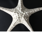 Starfish group chat