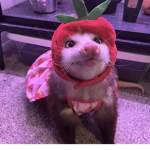 Exotic Kawaii