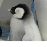 Mr. Penguin Official Server