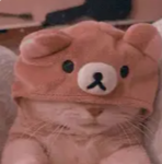 cateeeekitty