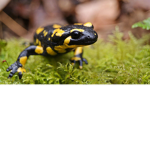 Salamanders MUST RULE