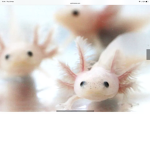 Axolotl team (robux)