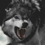 The_Great_Wolf_Navy