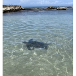 Life of turtle’s