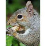 Squirrel’s Unite