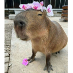 C4PY $WAG⁈