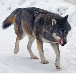 Wolf ###### only