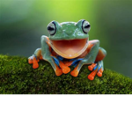 We are the all mighty frogs