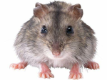 Lucky Rat