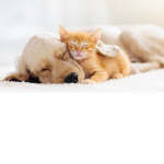 dogs and cats hangout