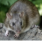THE RAT CLUB OF RATTY RATS