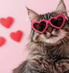 - {Cat Club!} -