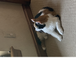 Patches thik