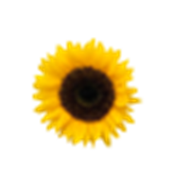 Sunflower crew's Place Number: 0