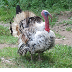 Mega Cool Turkey's!