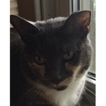 MeowKittyGames Fan Group