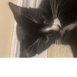 My Kittens Meow meow
