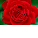 Crew of Roses