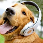 Group Of the doge fans :)