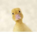 cuak cuak