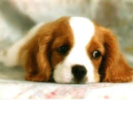 DA DOG PEOPLE