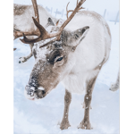 Arctic North Army