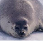 Seal Box Fort