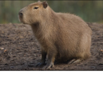 CAPYBARA GANG!1!1!!