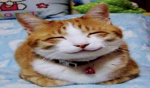 I love hamster’s so much