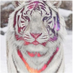 Tiger Art