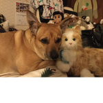 CATIe THE DOG