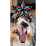Scout the star