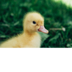 Autumn’s Quack.