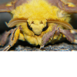 Moth's animation center