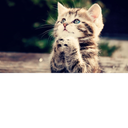 Kitty Adventure