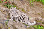 Big Cat Savers