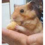 The Brown Hamsters!