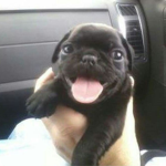 hallo queen of da world