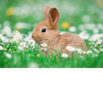 I love bunny’s. Bunny