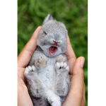 TheBunnyTeam