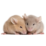 Bunch of cool rats